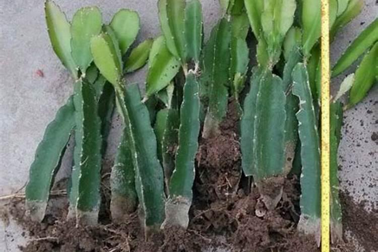 火龙果最佳施肥方法