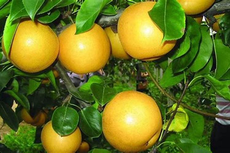 梨树施什么肥好