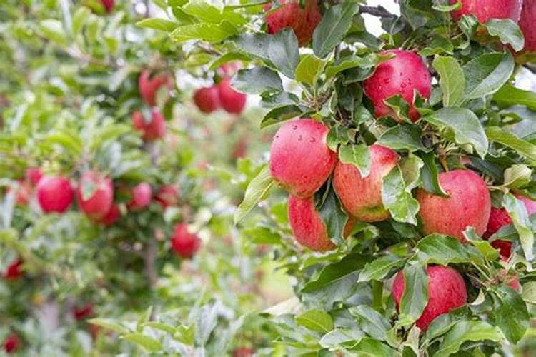 钙肥有哪些 常见的钙肥有哪些