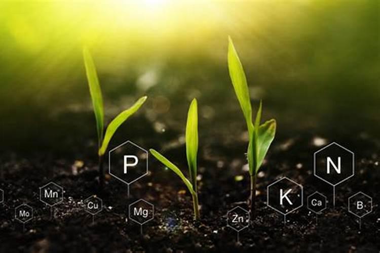 微量元素的作用