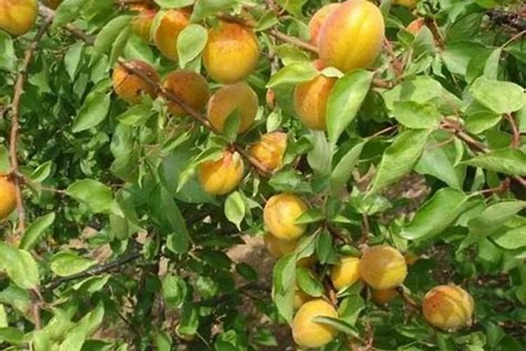 怎么让杏子快速变熟变甜