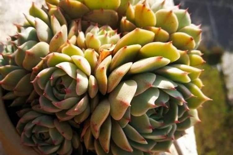 多肉植物施什么肥好