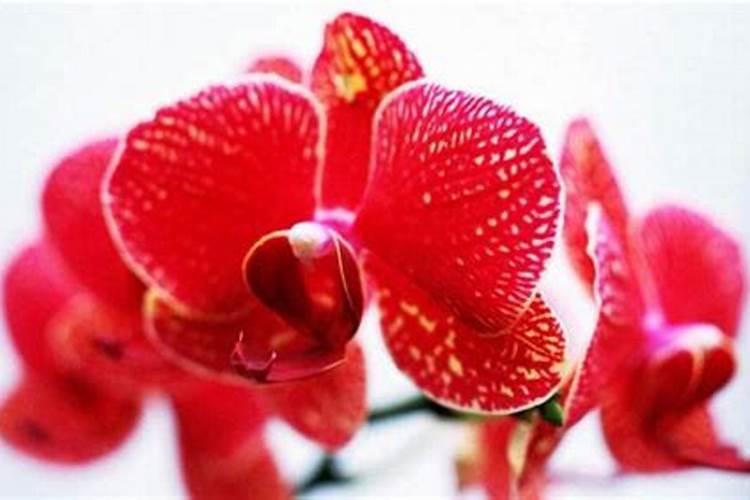 油菜什么时候施硼肥