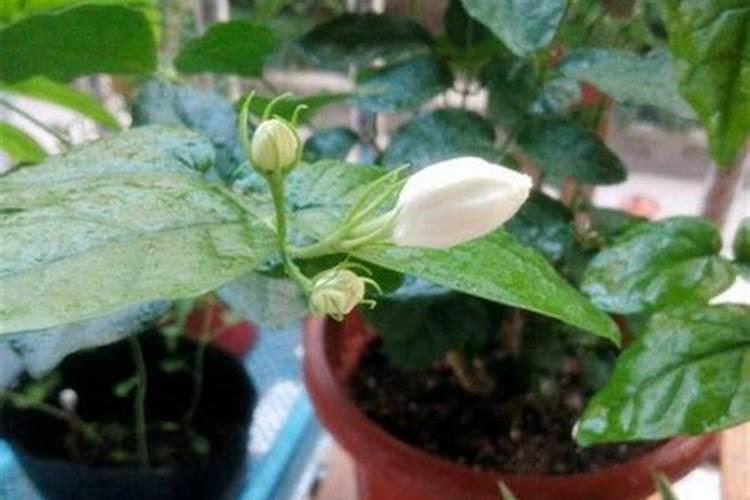 硫酸亚铁溶液长期暴露在空气中为什么要加热？