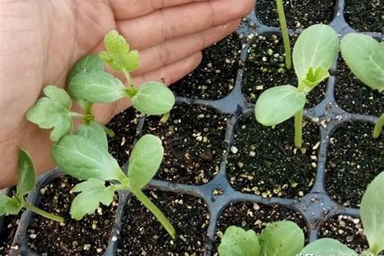 先打除草剂还是先打叶面肥