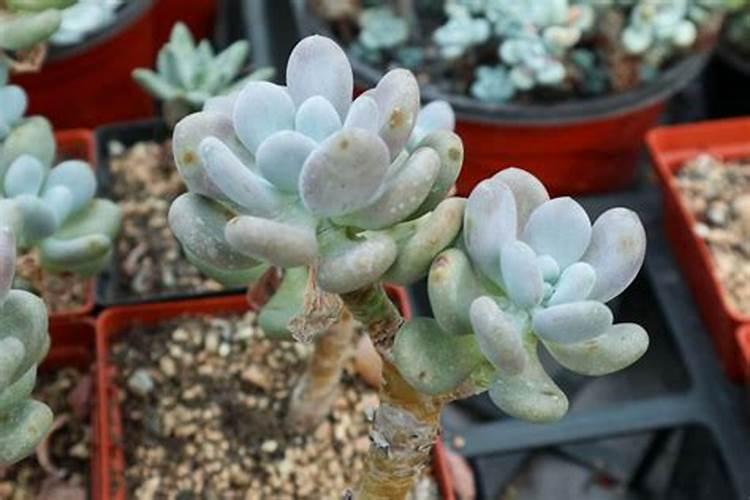 多肉需要施肥吗怎么施肥