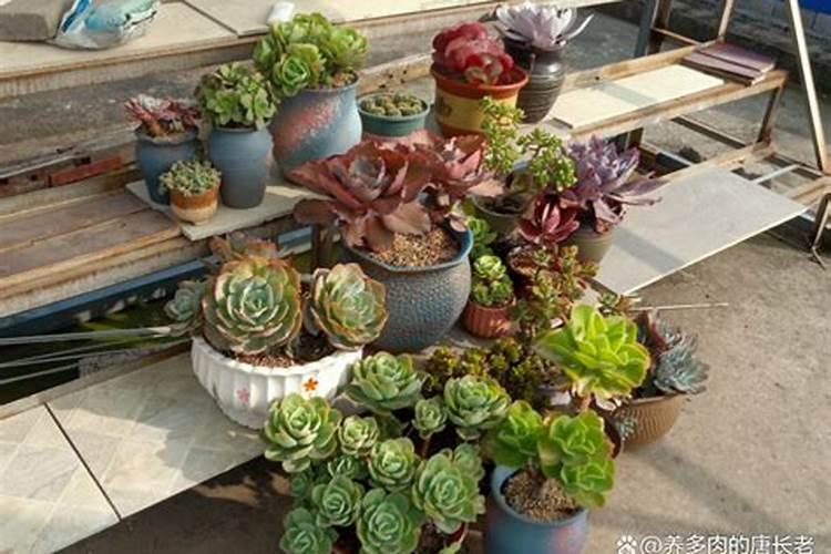 多肉怎么施肥 多肉的施肥方法