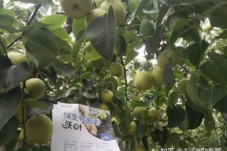 韭菜用什么肥料长得好