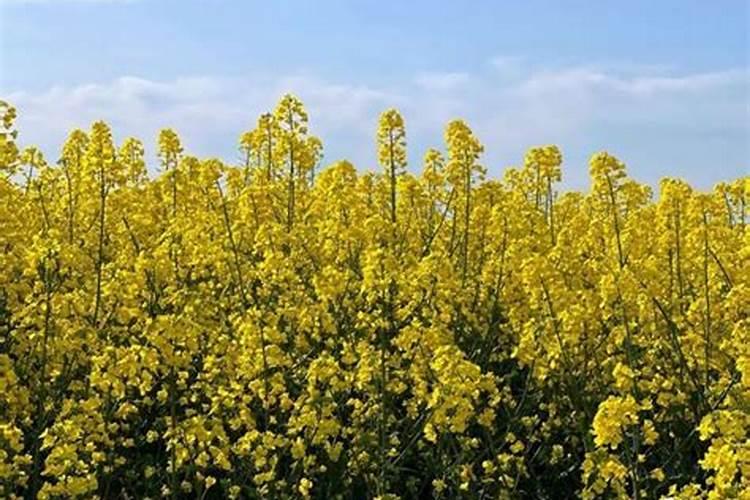 菜心有什么种植技术 菜心家族种植方法分享