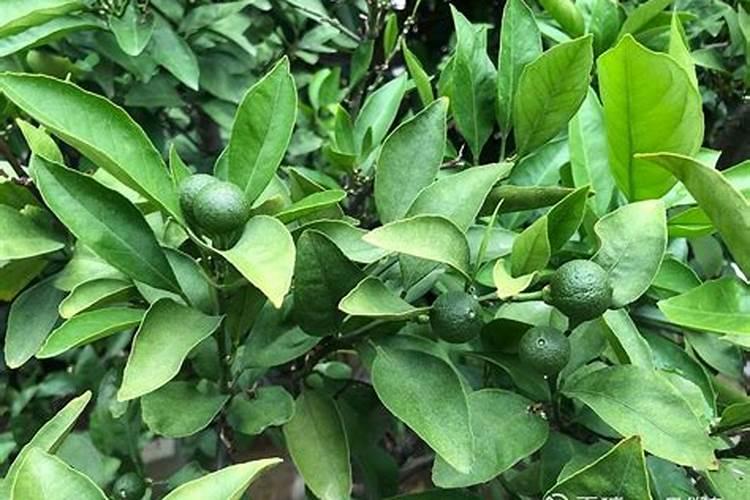 柑橘树施什么复合肥好呢？一年要施多少次？(大树)