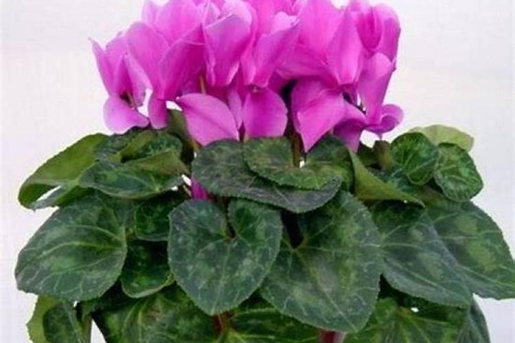 种南瓜需要哪种复合肥