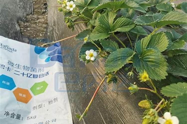 大蒜浇水最佳时间 什么时候浇水好