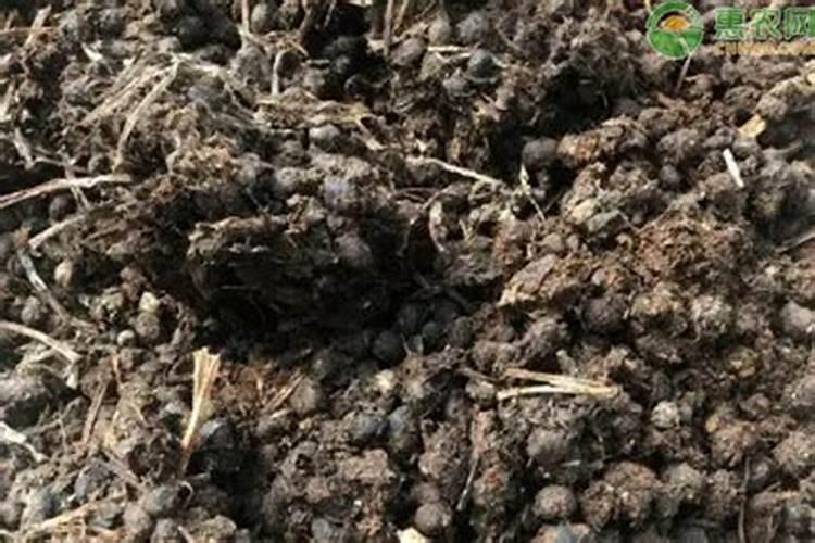 鱼肠肥和粪肥哪个有机