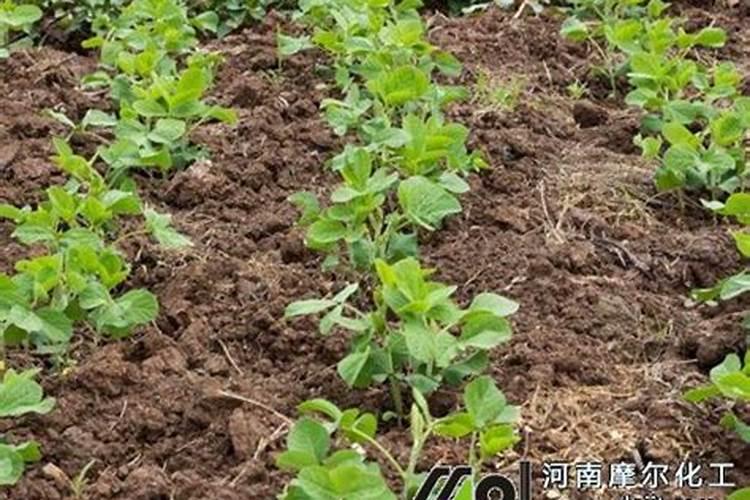 红薯施什么肥产量高 少施或不施氮肥