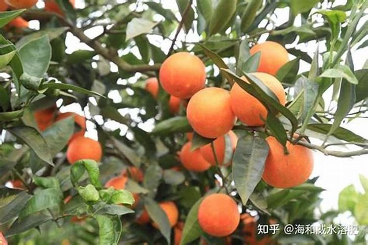 金桔树施肥时间和方法