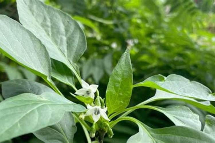 绿化草坪一般常见病有哪些