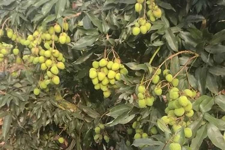 东莞荔枝三月份还能开花吗？