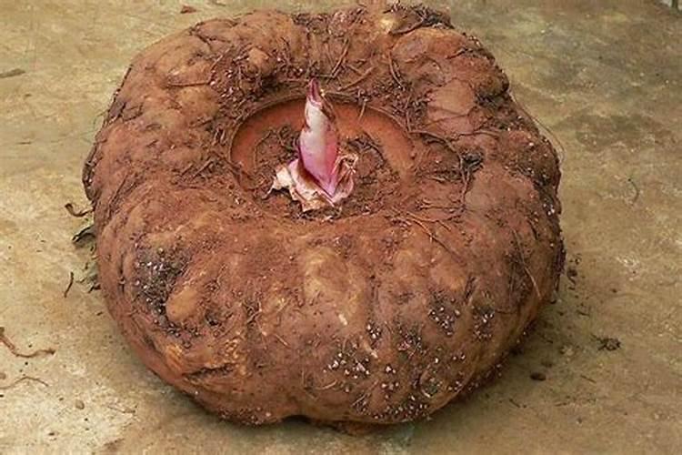 玫瑰花谢之后,要怎样修剪才能促进再次开花？谁了解？