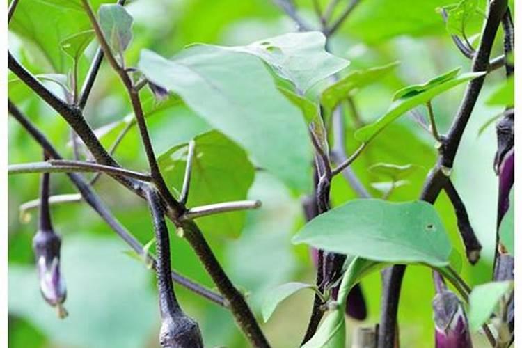 怎样能让枇杷的果又大又甜？枇杷增甜施肥哪种叶面肥效果好