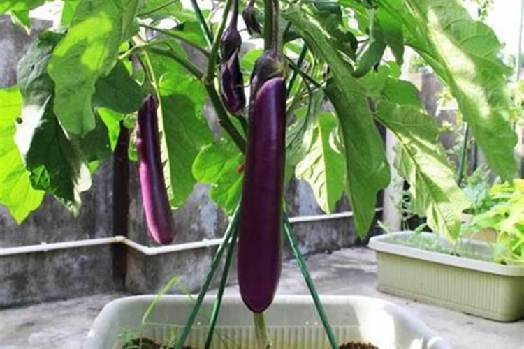 茄子开花结果期施什么肥 施肥技巧有哪些