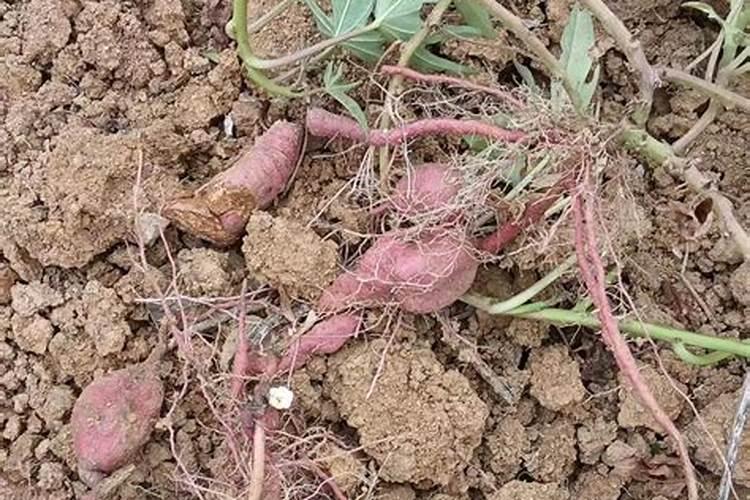 黄瓜定植后促生根方法 黄瓜秧苗几天浇一次水