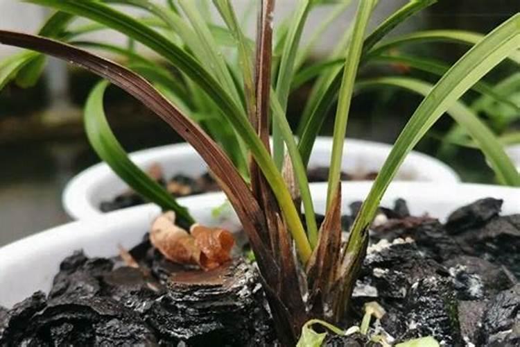 春兰用什么肥料最好,怎么施肥