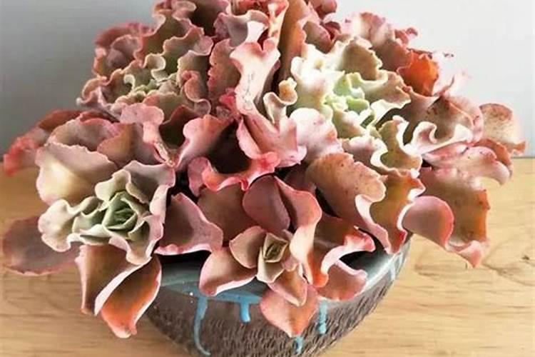 镁肥能撒在植物叶子上,怎么搭拉叶了？