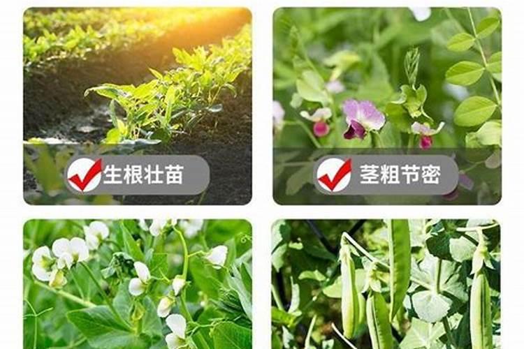 很多人都会给大豆施用硼肥,硼肥都有哪些作用呢？