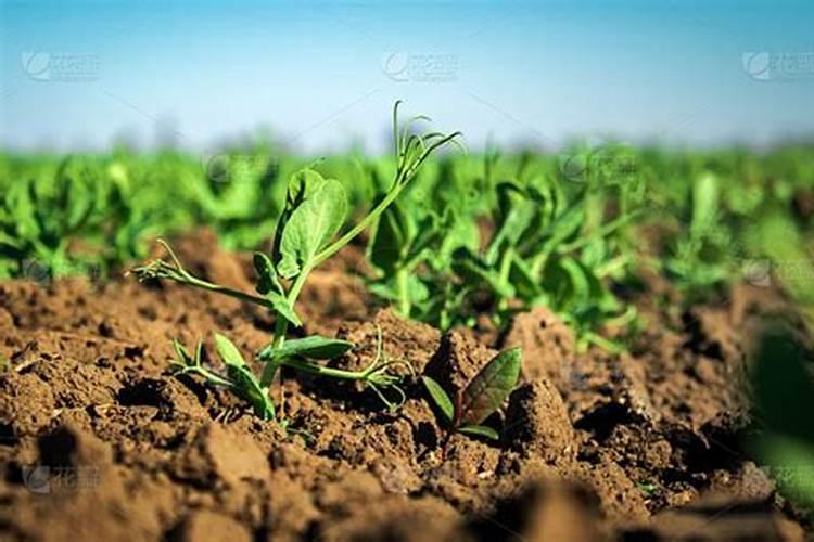 为什么有些豆类要施硼肥才能长豆子？