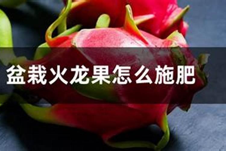 火龙果怎么施肥比较好