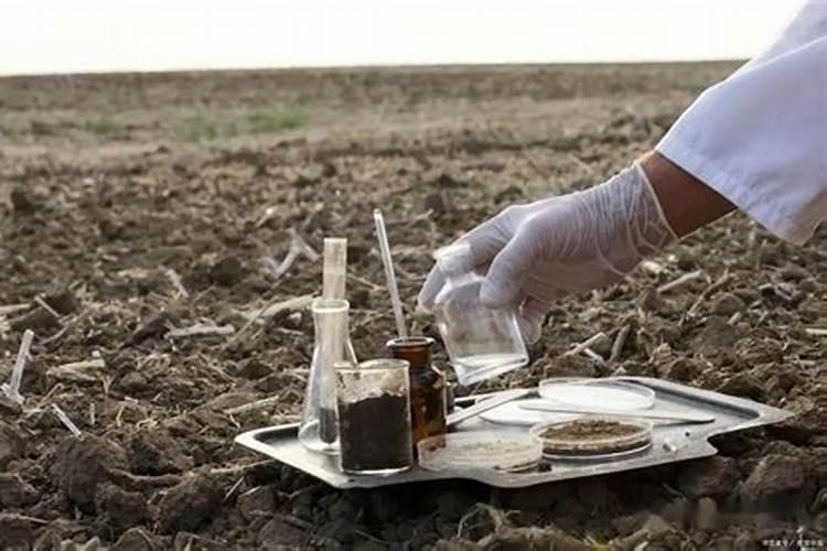 花椒树移栽后用什么肥能提高成活率