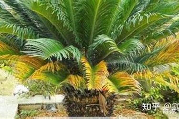 我养了一盆铁树,不知道为什么叶子老发黄。是不是阳光太强了。