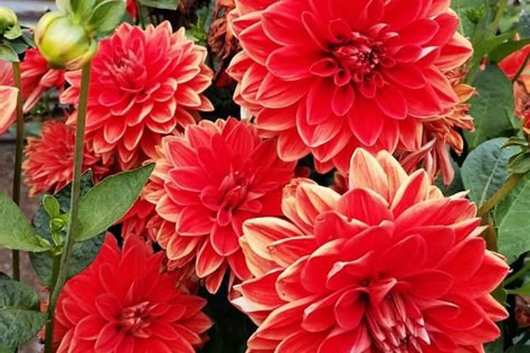 化肥是什么肥料它属于氮肥磷肥还是钾肥