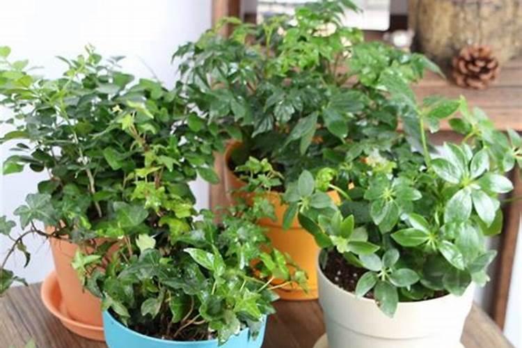 豆角保花保果农药最佳配方