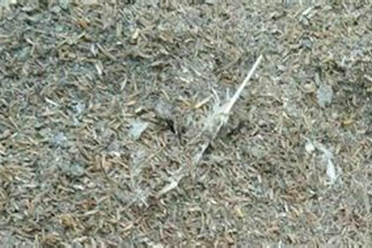 海藻精烧根烧苗吗？