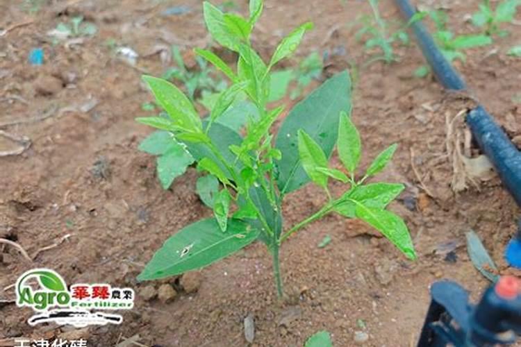 黄腐酸钾对农作物有什么作用