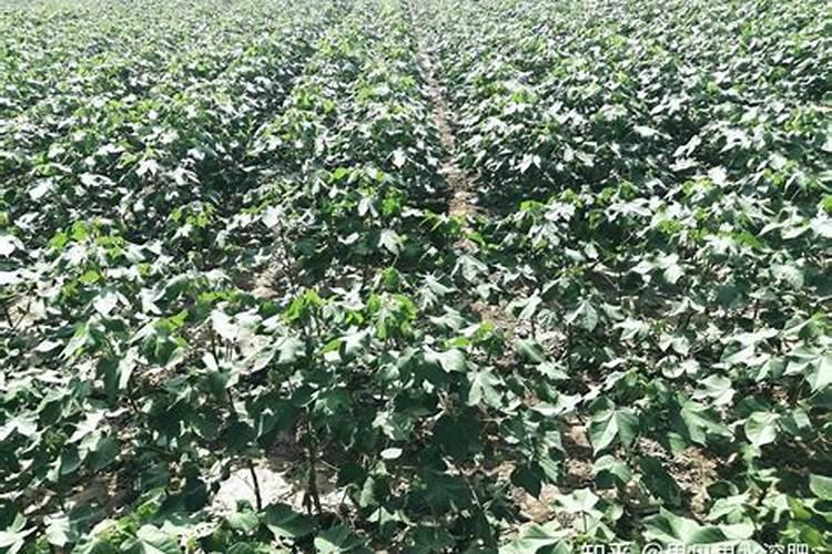 农用复合肥可浇茉莉花吗？茉莉怎么样才旺盛养