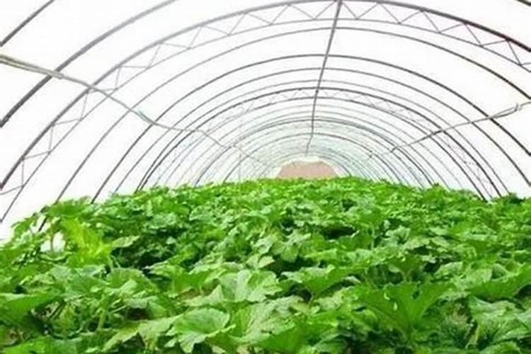 大棚里下雨天能打药吗？