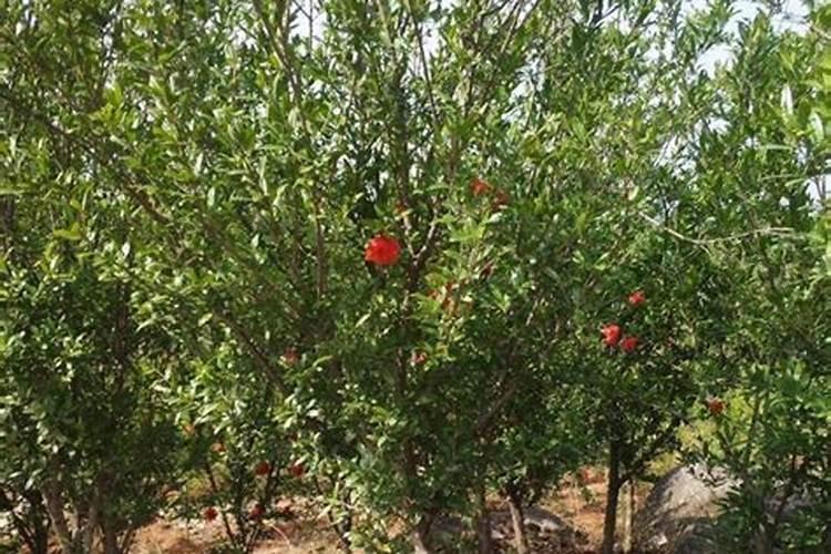 硅钙镁钾肥肥效多久