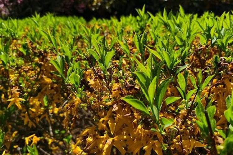 什么是中量元素肥料？常用品种有哪些？求解答