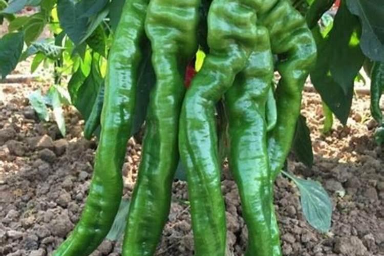 辣椒施肥的正确方法