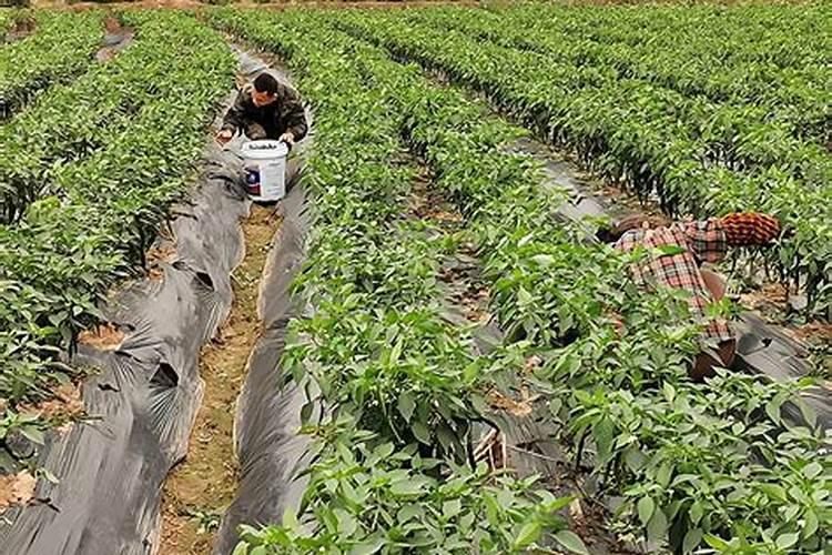 辣椒种植用什么肥料最好