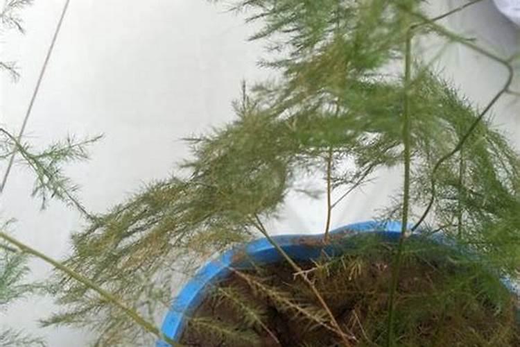 氧化钾是钾肥吗？和氯化钾和硫酸钾有什么区别？