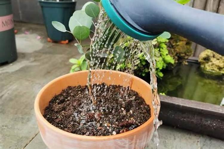 墨兰几月份出花苞