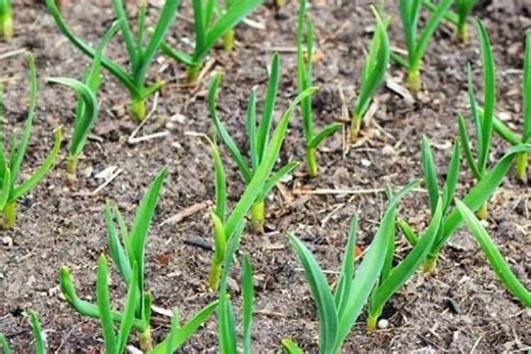 墨兰怎么养才能开花