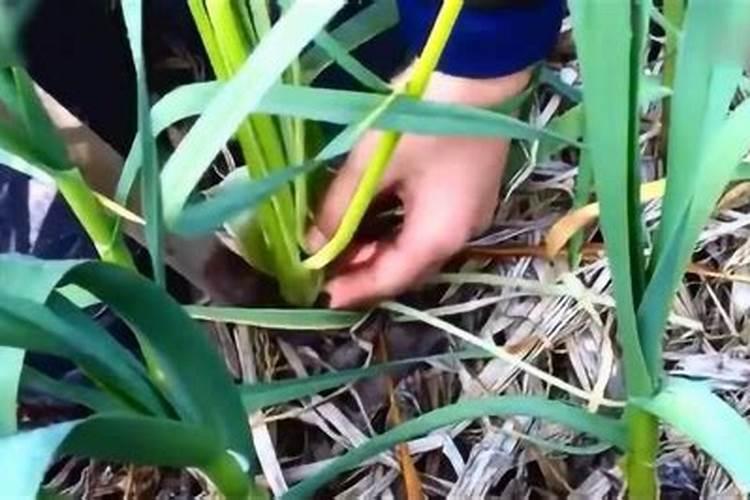 大蒜抽苔期追肥追什么化肥