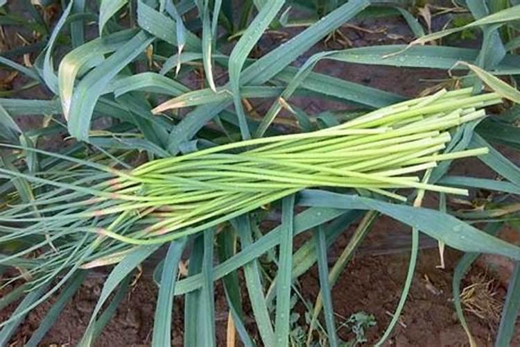 大蒜抽苔前施什么肥好