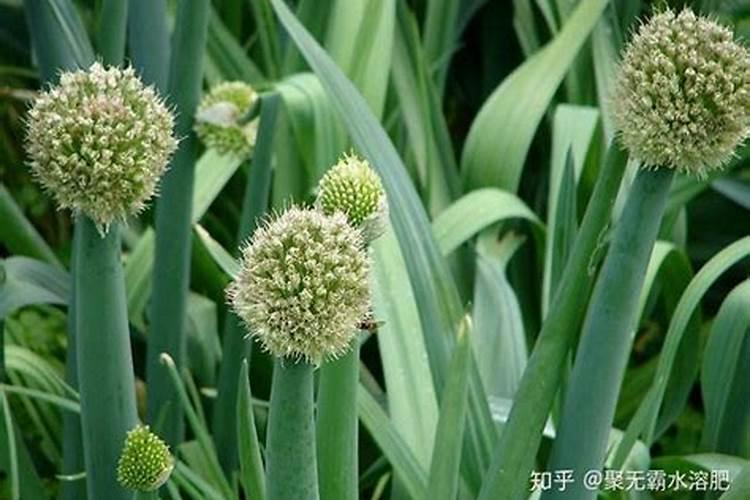 颗粒硼跟水溶化后能浇西瓜吗？