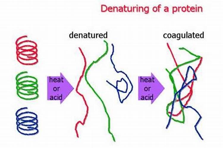 鱼肉蛋白变性有苦味怎么回事