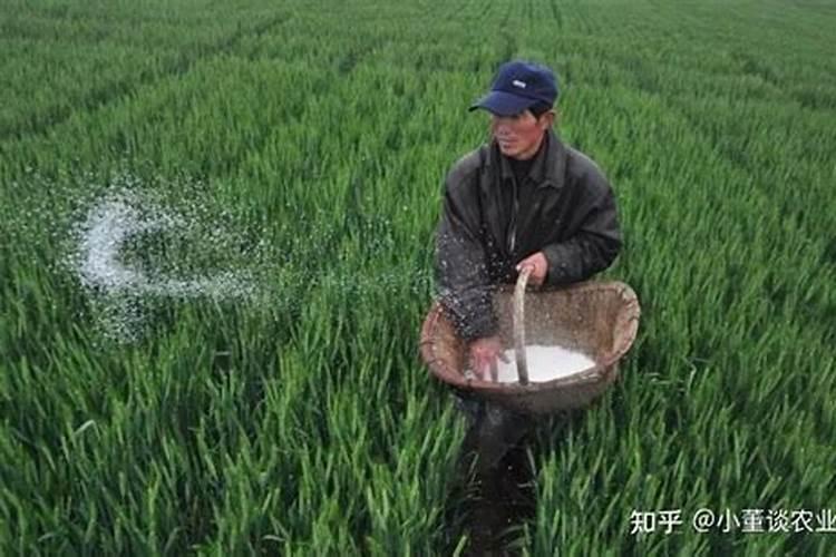 氮肥可以喷叶面吗